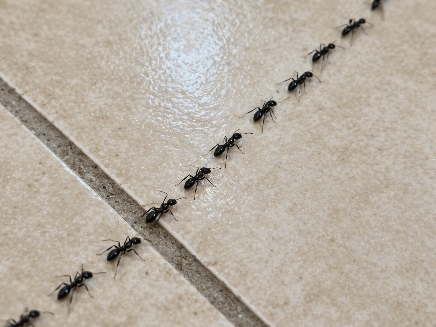 Fourmis